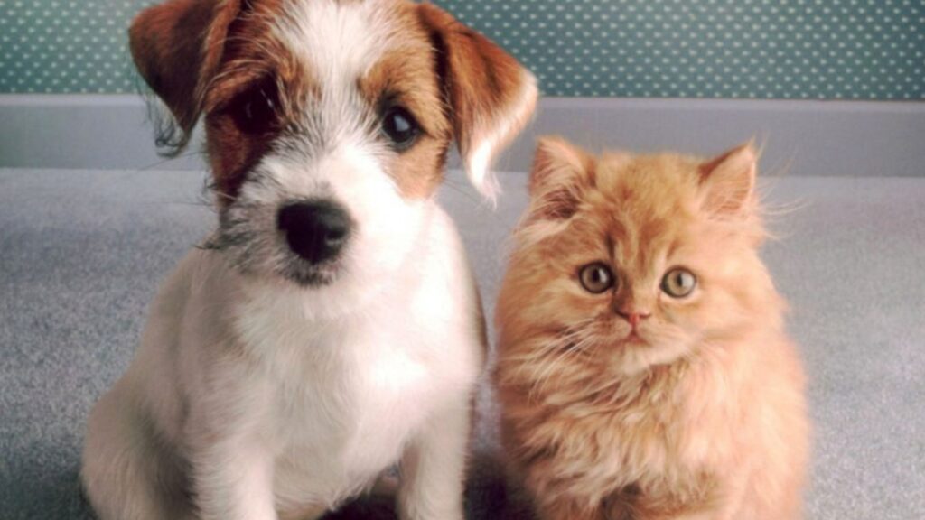 comite-pro-animais,-com-apoio-do-governo,-organiza-a-1a-feira-estadual-de-adocao-pet-em-palmas