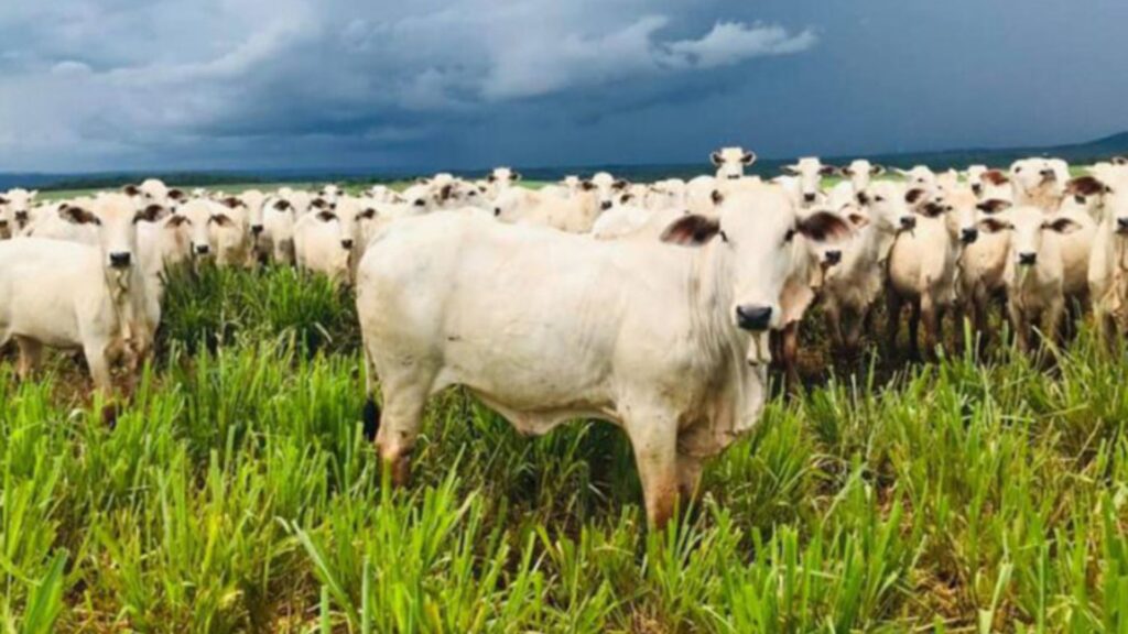 governo-do-tocantins-promove-2a-edicao-do-meat-day-para-pecuaristas-e-criadores-de-gado-de-corte
