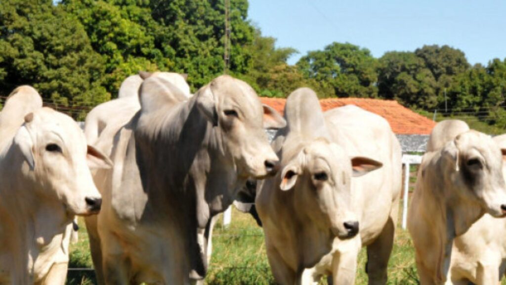 2a-edicao-do-meat-day-reune-pecuaristas-do-tocantins-neste-sabado,-30