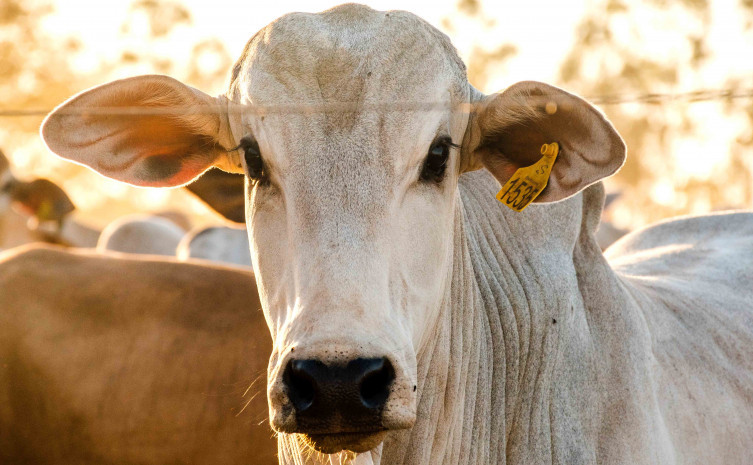 Tocantins avança na criação de sistema que vai rastrear todo o rebanho bovino até 2032 tocantins-avanca-na-criacao-de-sistema-que-vai-rastrear-todo-o-rebanho-bovino-ate-2032