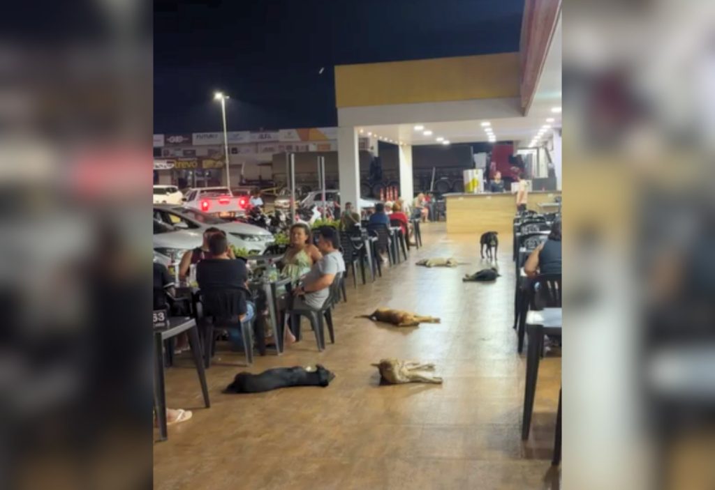 Quem manda aqui? Grupo de cães se espalha em frente a posto no TO e viraliza pela calma quem-manda-aqui?-grupo-de-caes-se-espalha-em-frente-a-posto-no-to-e-viraliza-pela-calma